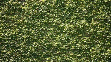 Bir sarmaşık duvar