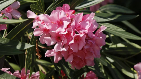 Nerium Oleander ağaç çiçekleri