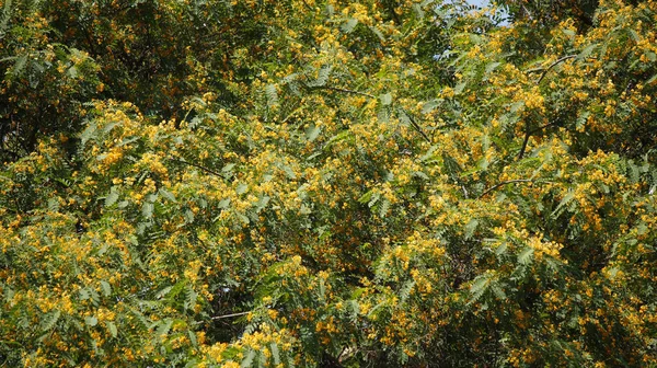 Baum mit gelben Blüten Stockfoto