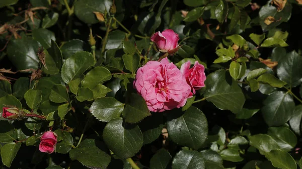 Rosa rosa flores Imagen de archivo