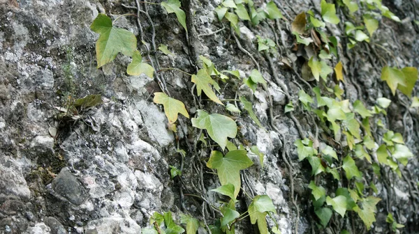 Klimop plant op een berg Rechtenvrije Stockafbeeldingen