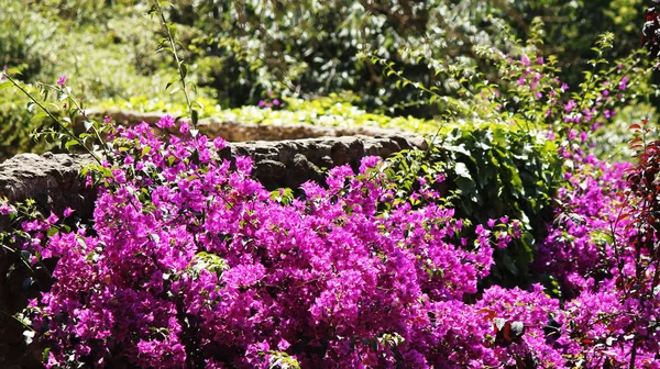 Bouganvillea çalılar Park — Stok fotoğraf