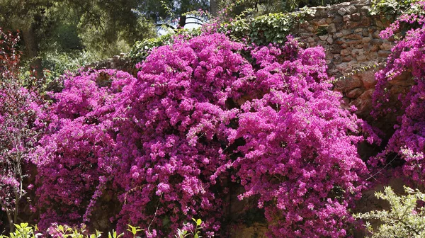 Begonvil ağaç çiçekli — Stok fotoğraf