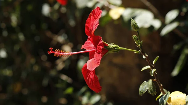 Hibiscus rouge vue de côté — Photo