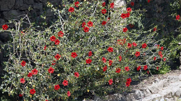 Çiçekli Kırmızı hibiscus bitki — Stok fotoğraf