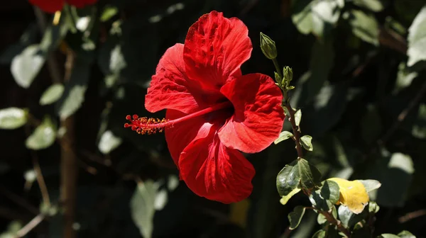 Hibiscus rouge vue détaillée — Photo