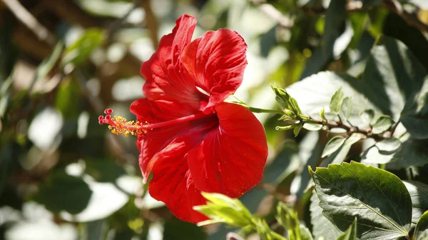 Kırmızı hibiscus güneşli atış — Stok fotoğraf