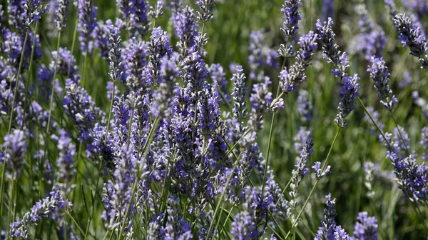 Fiori di campo di lavanda — Foto Stock