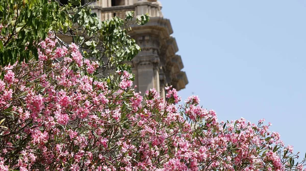 Ροζ πικροδάφνες δέντρο στην Ισπανία — Φωτογραφία Αρχείου