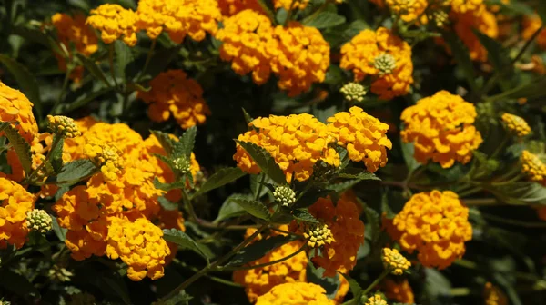 Turuncu lantana camara çiçek bush