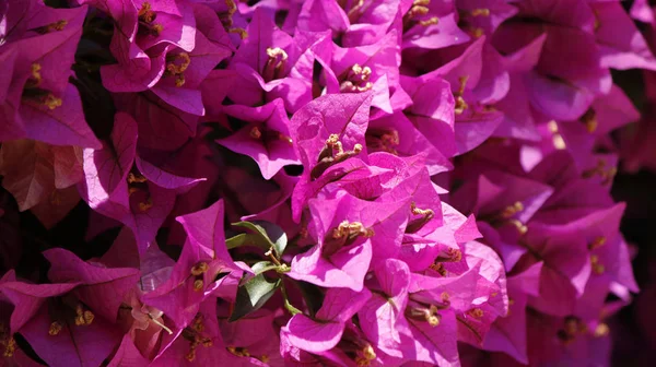 Bougainvillea flor closeup — Fotografia de Stock