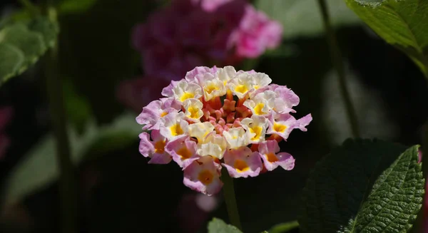 Fleurs rose lantana camara — Photo