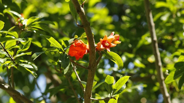 Fleur rouge sur un arbre — Photo