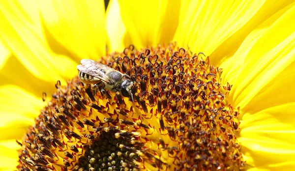 Makro syn på ett bi på en solros — Stockfoto