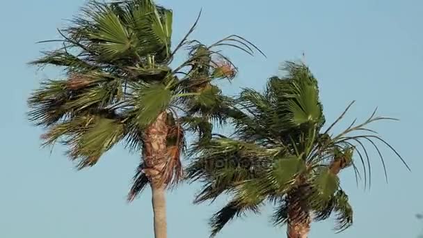 Пальмы на ветру — стоковое видео