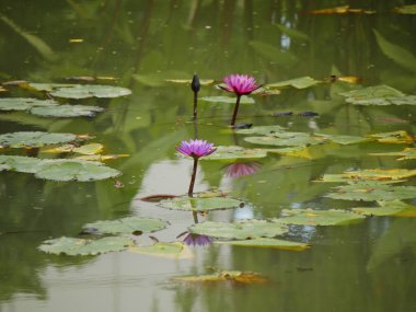 Bir su birikintisi içinde pembe lilyum