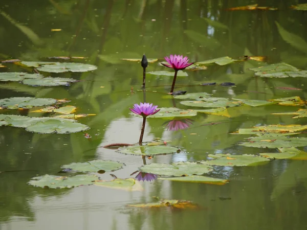 Lírios magenta em uma lagoa — Fotografia de Stock