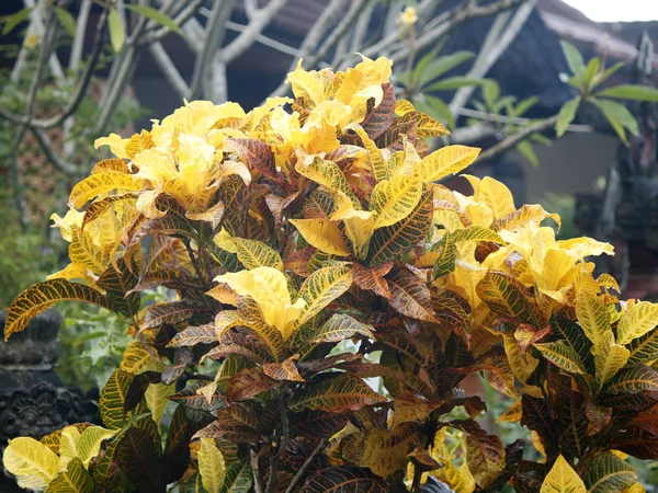 Δέντρο Croton κίτρινα φύλλα — Φωτογραφία Αρχείου