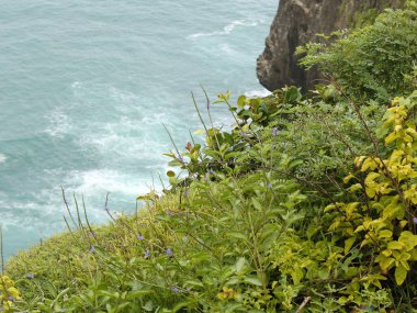 Okyanus cliff ve bitkiler