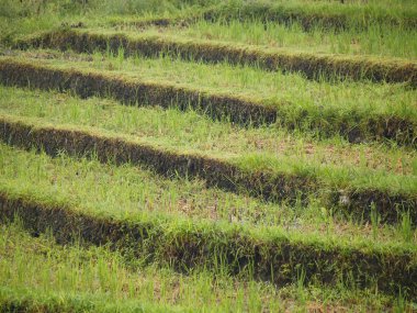 Teraslar pirinç ekimi için hazırlanıyor