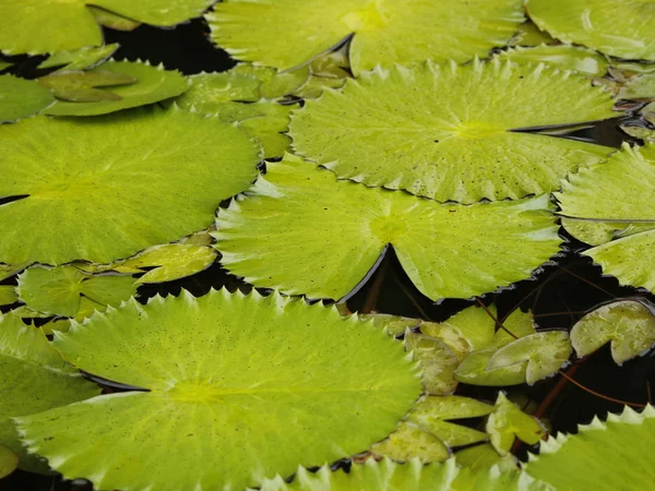 Lírio de água folhas redondas — Fotografia de Stock