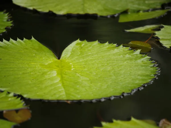 Lírio de água redondo folha closeup — Fotografia de Stock