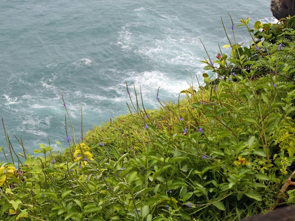 Alto acantilado oceánico y plantas — Foto de Stock