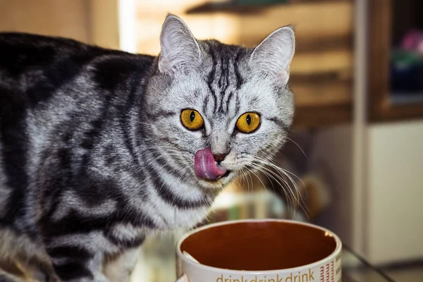 Young cat eating from a bowl sitting on a glass table.