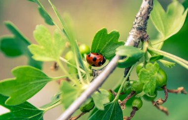 Uğur böceği yeşil bektaşi üzümü Bush. Yeşil ve kırmızı renk.