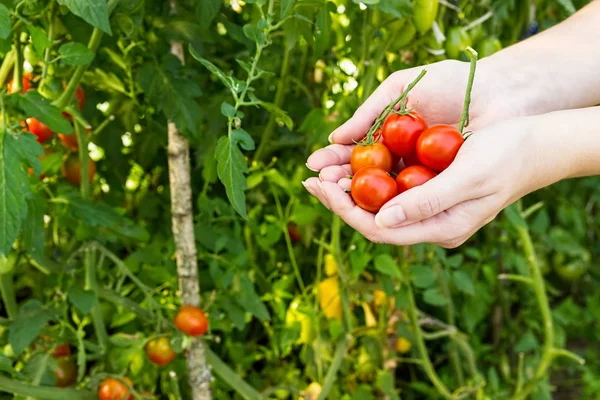 Farmář shromažďuje cherry rajčata ve skleníku. — Stock fotografie