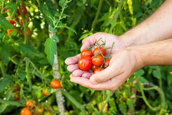 Agricultor coleta tomates cereja na estufa . — Fotografia de Stock