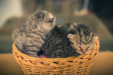 Genç yavru kedi ile sepeti.