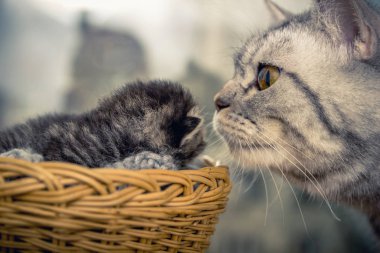 Anne kedi küçük bir yavru kedi ile. Sepet