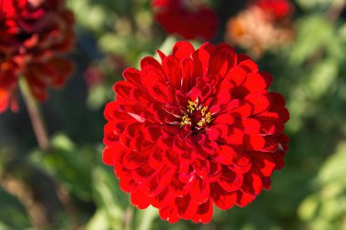 Zinnia closeup yaz bahçesinde.