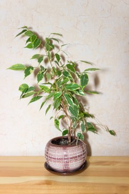 Ficus Benjamina. Ev bitkisi. 