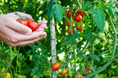 Çiftçi kiraz domates sera içinde toplar. 