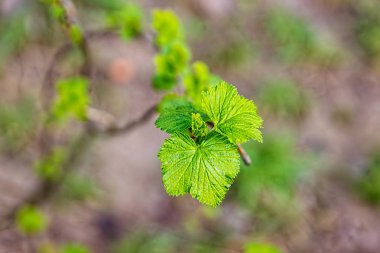 Bahar Frenk üzümü vuruyor. Frenk üzümü fidan. Filiz. Artan Frenk üzümü.