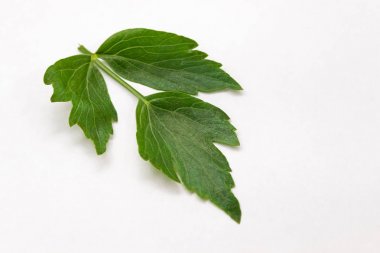 selâmotu yaprak beyaz zemin üzerinde. Deniz maydanoz. 