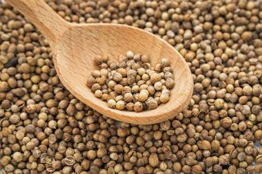 Bir tahta kaşık beyaz bir arka plan üzerinde kişniş tohumu. Salantro izole. Coriandrum sativum. 