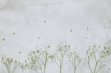 Gipsofila çiçek vintage kağıt arka plan üzerinde.