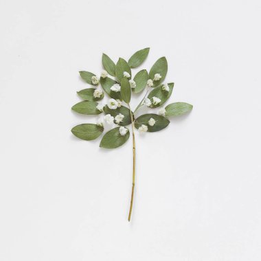 Yaratıcı düzen yeşil okaliptüs yapılmış bırakır. Çiçeği ağaç. Doğa kavramı. Düz yatıyordu, en iyi görünümü.