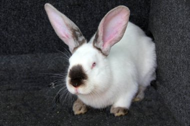 Gri arka plandaki tavşan, yakın plan hayvanı.