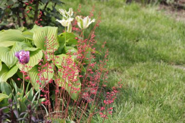 Çiçek baharı lale Mor Bahçe Bahçesi Parkı 