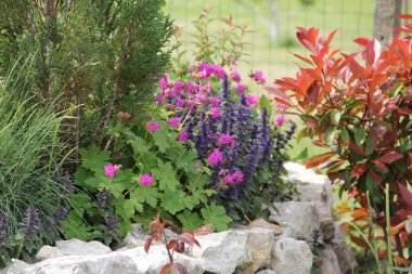 Çiçek baharı lale Mor Bahçe Bahçesi Parkı 