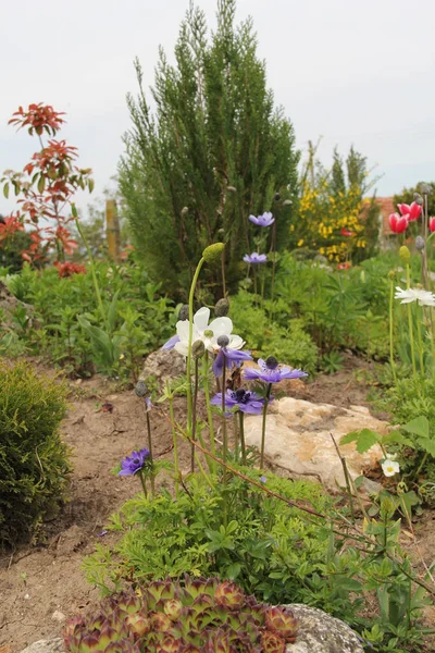 Цветочная Весна Тюльпан Фиолетовый Летний Сад Парк Снаружи — стоковое фото
