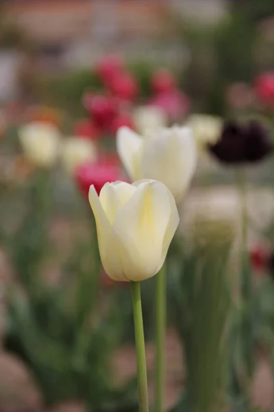 Цветочная Весна Тюльпан Фиолетовый Летний Сад Парк Снаружи — стоковое фото