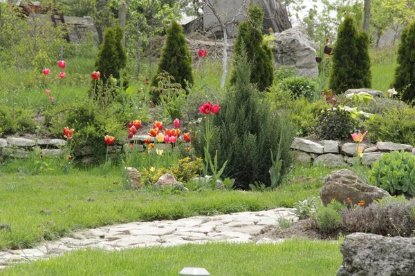 Λουλούδι Άνοιξη Τουλίπα Βιολετί Καλοκαίρι Πάρκο Κήπο Έξω — Φωτογραφία Αρχείου