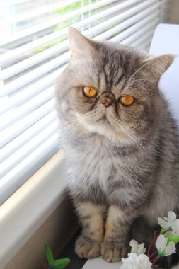 Çiçekli, turuncu gözlü kedi.