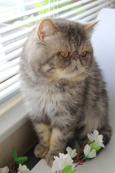꽃으로 창문을 바라보는 주황색 고양이 — 스톡 사진