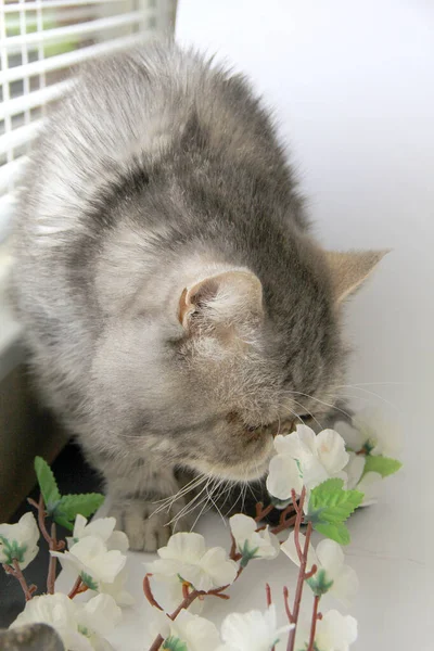 Γάτα Πορτοκαλί Μάτια Στο Παράθυρο Λουλούδι — Φωτογραφία Αρχείου